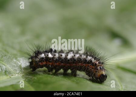 Acronicta Rumicis - Knot Grass Moth - Knotgrass Moth in Norwegen Stockfoto