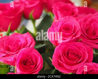 Nahaufnahme von einem Dutzend Rosen Stockfoto
