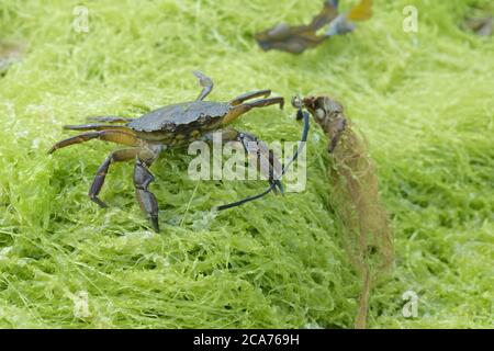 Gemeine Küstenkrabbe, auch bekannt als die europäische grüne Krabbe, Carcinus maenas, steht auf grünen Algen mit Algen in seiner linken Kralle. Stockfoto