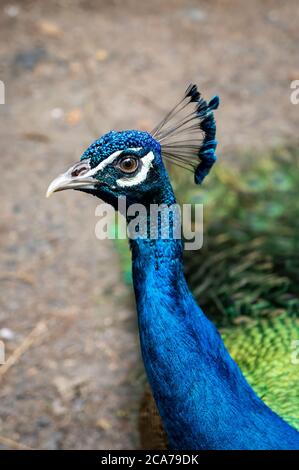 Portrait eines indischen Pfauenhuhns (Pavo cristatus - eine Art von Fasan) mit seinen bunten Federn, die auf dem Boden im Zoo Safari Zoo Park stehen. Stockfoto