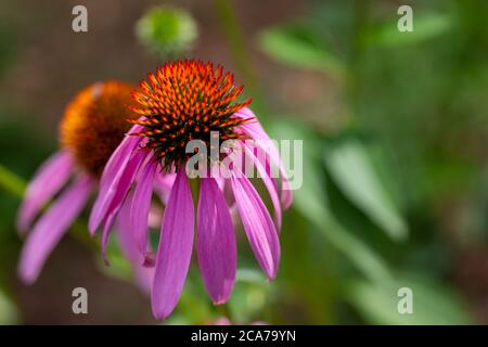 Makro abstrakte Textur Ansicht eines Blütenkopfes auf einer blühenden lila Koneflower Pflanze mit defokussierten Hintergrund und Kopierraum Stockfoto