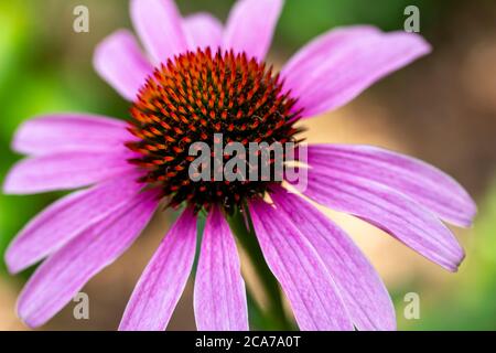 Makro abstrakte Textur Ansicht eines Blütenkopfes auf einer blühenden lila Koneflower Pflanze mit defokussierten Hintergrund und Kopierraum Stockfoto