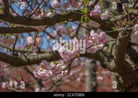 Nahaufnahme von Kirschblüten in voller Blüte im Brooklyn Botanic Garden, New York City. Stockfoto