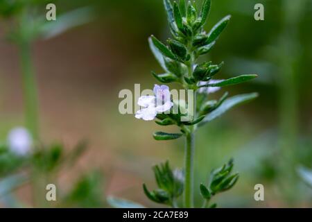 Makro-Textur Ansicht von zarten kleinen weißen und Lavendelblüten auf einer Sommer herzhaften Kräuterpflanze in einem sonnigen botanischen Garten Stockfoto