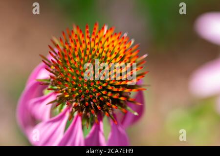 Makro abstrakte Textur Ansicht eines Blütenkopfes auf einer blühenden lila Koneflower Pflanze mit defokussierten Hintergrund und Kopierraum Stockfoto