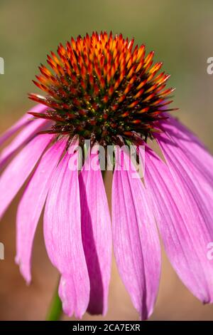 Makro abstrakte Textur Ansicht eines Blütenkopfes auf einer blühenden lila Koneflower Pflanze mit defokussierten Hintergrund und Kopierraum Stockfoto