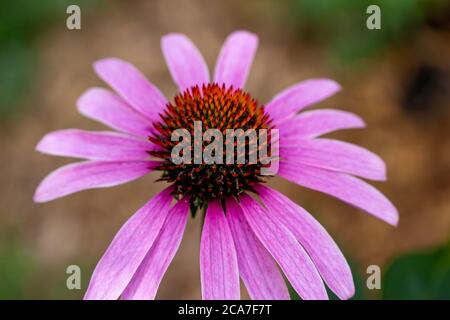 Makro abstrakte Textur Ansicht eines Blütenkopfes auf einer blühenden lila Koneflower Pflanze mit defokussierten Hintergrund und Kopierraum Stockfoto