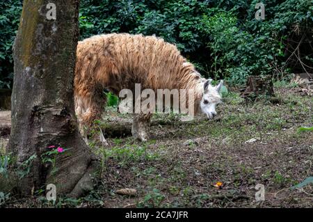 Ein Llama (AKA Lama glama - ein domestizierter südamerikanischer Kamelide), der sich in seinem Tierpark Zoo Safari ernährt. Stockfoto