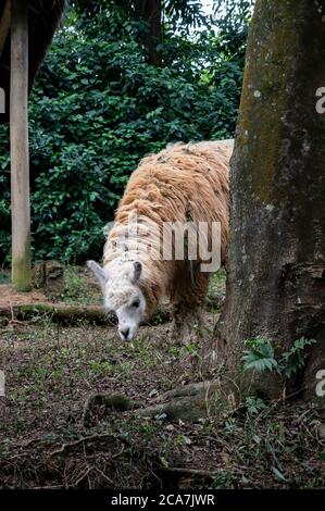 Ein Llama (AKA Lama glama - ein domestizierter südamerikanischer Kamelide), der sich in seinem Tierpark Zoo Safari ernährt. Stockfoto