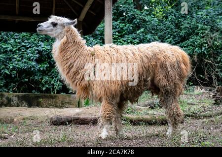 Ein Llama (AKA Lama glama - ein domestizierter südamerikanischer Kamelide), der in seinem Platz im Zoo Safari zoologischen Park steht. Stockfoto