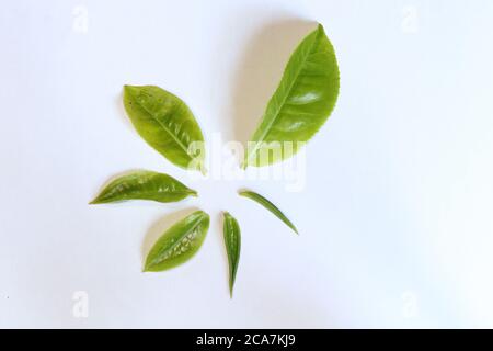 Der Lebenszyklus von Teeblättern von Knospen zu denen, die isoliert weißen Hintergrund geblüht haben Stockfoto