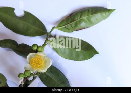 Frische Blumen und Teeblätter werden durch einen weißen Hintergrund isoliert Stockfoto