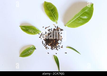 Der Lebenszyklus von Teeblättern von Knospen zu denen, die geblüht haben, wird von einem weißen Hintergrund isoliert und in der Mitte gibt es Teepulver Stockfoto