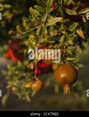 Granatäpfel wachsen auf einem Baum Stockfoto