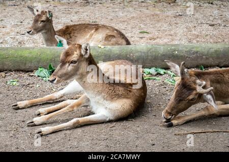 Eine Gruppe von Damhirschen (Dama dama - ein Wiederkäuer Säugetier der Familie Cervidae) auf dem Boden im Zoo Safari zoologischen Park gelegt. Stockfoto