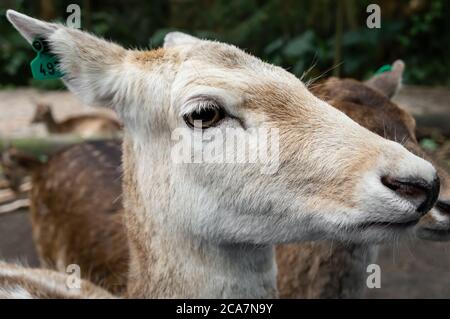 Nahaufnahme eines albinen Damhirsches (Dama dama - ein wiederkäuendes Säugetier der Familie Cervidae) mit Blick auf den Zoo Safari Park. Stockfoto