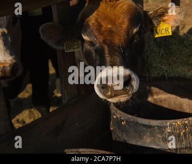 Kühe auf einem Bauernhof im Central Valley, CA Stockfoto