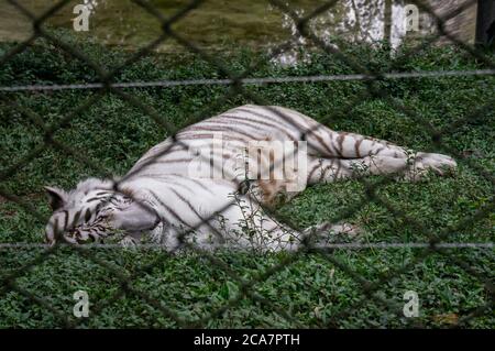 Ein weißer Belgal-Tiger (Panthera tigris tigris - heimisch auf dem indischen Subkontinent) legte sich auf dem Gras bei einem Nickerchen im Zoo Safari zoologischen Park. Stockfoto