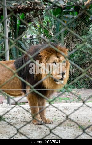 Ein männlicher Löwe (Panthera leo - muskulöse, tiefkrautbepackte Katze mit einem kurzen, abgerundeten Kopf), der sich umsieht, während er in seinem Käfig im Zoo Safari Park steht. Stockfoto