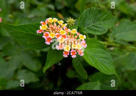 Ein Top-Schuss von kleinen Blumen Büschel isoliert auf Blätter Pflanze im Garten Stockfoto