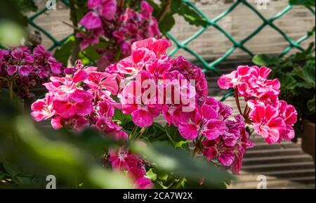 Schöne rosa Pelargonium Blüten in einem Topf. Sommerhaus Garten und Floristik, geeignetes Klima für die Zucht von Blumenbeeten. Stockfoto