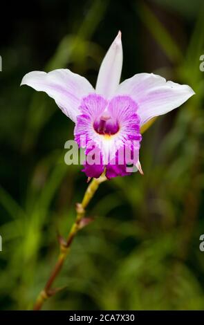 Bambusorchidee (Arundina graminifolia). Juni 2010. Kuala Lumpur Orchid Garden (Taman Orkid). Kuala Lumpur. Malaysia. Stockfoto