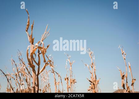 Die Trockenheit hat eine Maisernte dezimiert und die Pflanzen ausgetrocknet und tot gelassen. Symbol der globalen Erwärmung und des Klimawandels. Stockfoto