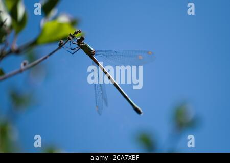 Silhouette einer Chalcolestes viridis Libelle auf einem Zweig am blauen Himmel thront Stockfoto