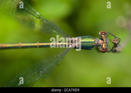 Schöne Naturszene Makro-Bild einer Libelle oder Chalcolestes viridis auf einem Zweig thront und von oben gesehen. Libelle im natürlichen Lebensraum Stockfoto