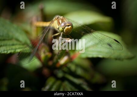 Schöne Orthetrum cancellatum oder Black-tailed Skimmer Libelle auf einem grünen dünnen Zweig thront. Fokus auf die Facettenaugen und den Ast Stockfoto