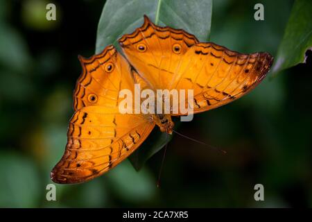 Cruiser Butterfly (Vindula arsinoe). Männchen in Ruhe. Juni 2010. Kuala Lumpur Butterfly Park. Kuala Lumpur. Malaysia. Stockfoto