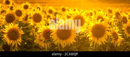 Sonnenblumenfeld im goldenen Licht der untergehenden Sonne gebadet - Panorama Stockfoto