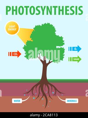Schema der Photosynthese des Baumes. Umwandlung von Kohlendioxid in Sauerstoff. Flache Vektorgrafik. Stock Vektor