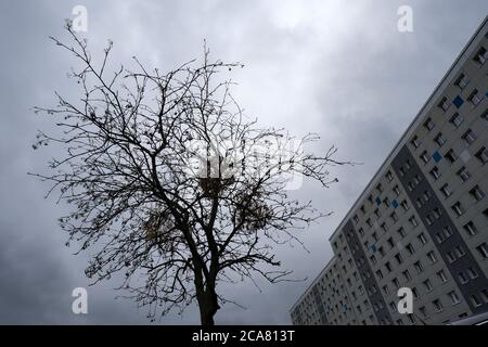 Berlin, Deutschland. August 2020. In einem Neubaugebiet in Lichtenberg steht ein ausgetrockneter Straßenbaum mit ebenfalls ausgetrockneter Mistel. Quelle: Jens Kalaene/dpa-Zentralbild/ZB/dpa/Alamy Live News Stockfoto