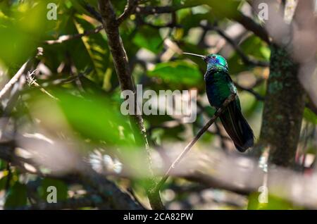 Ein Kolibri (Colibri coruscans), der sich im Schatten eines Baumes versteckt, Quito, Ecuador. Stockfoto