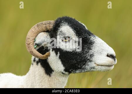 Swaledale Schafe. Nahaufnahme des Kopfes und der Schultern eines Swaledale-Schafs mit geschornem Fleece, nach rechts zeigend. Hintergrund bereinigen. Ladscape. Platz für Kopie Stockfoto