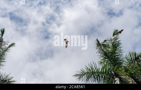 Isolierter riesiger indischer Flugfuchs (große Fledermaus) auf der Fliege, Pteropus giganteus. Palmen und Himmel mit Wolken Stockfoto