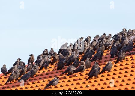 Dohlen sitzen in einer Herde auf einem Dach Stockfoto