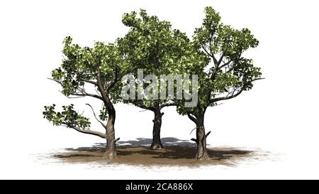Verschiedene amerikanische Sycamore Bäume auf einem Sandgebiet - isoliert Auf weißem Hintergrund - 3D-Darstellung Stockfoto