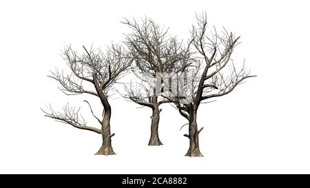 Verschiedene amerikanische Sycamore Bäume im Winter - isoliert auf weiß Hintergrund - 3D-Illustration Stockfoto