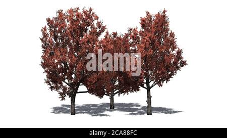 Eine Gruppe von Bradford Birnen Bäume im Herbst mit Schatten auf dem Boden - isoliert auf weißem Hintergrund - 3D-Illustration Stockfoto