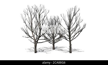 Set von Bradford Birne Bäume im Winter mit Schatten Auf dem Boden - isoliert auf weißem Hintergrund - 3D-Illustration Stockfoto