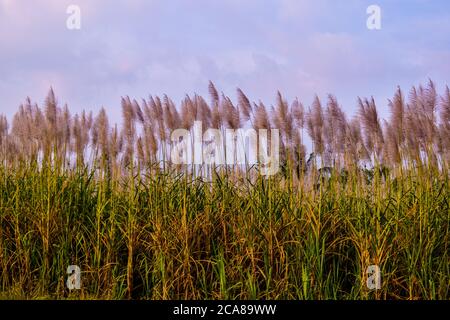 Zuckerrohrfeld mit weißen Blüten und grünem Gras am weißen Himmel Stockfoto