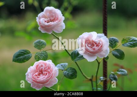Blühende rosa Rose im Garten an einem sonnigen Tag. Stockfoto
