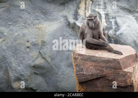 Sulawesi Macaque sitzt auf dem Stein, kopieren Raum Wand. Pairi Daiza, Belgien Stockfoto