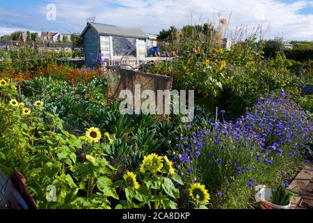 Eine Zuteilung mit Blumen und Gemüse, Devon UK Stockfoto