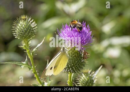 Gelber Schmetterling und Hummel auf einer schönen Klette lila Blume Stockfoto