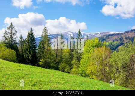 Wald in einer Berglandschaft. Bäume auf dem grasbewachsenen Hügel der schönen Landschaft. Wunderbar sonnigen Natur Hintergrund. Entfernte Spitze im Schnee Stockfoto
