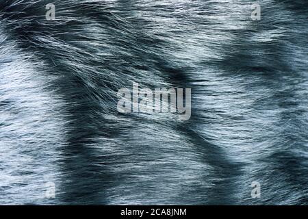 Naturmodekonzept. Naturfell für Textur oder Hintergrund. Gefärbter Pelzmantel in grau und blau, Nahaufnahme. Luxuriöse und elegante flauschige Kleidung. Stockfoto