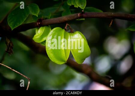 Sternfrucht oder Carambola (Averrhoa carambola) auf dem Baum Stockfoto